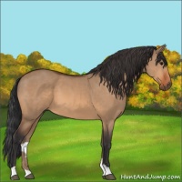 Horse Color:Bay Dun