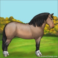 Horse Color:Bay Dun