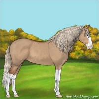 Horse Color:Red Dun Splash 