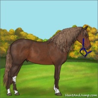 Horse Color:Liver Chestnut 