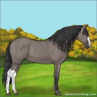 Horse Color:Grullo 