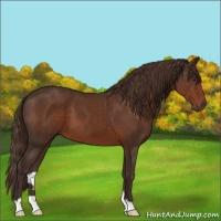 Horse Color:Liver Chestnut
