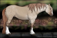 Horse Color:Liver Red Dun 