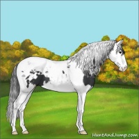 Horse Color:White Spotted Black Splash Tobiano