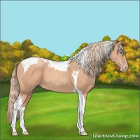Horse Color:Gold Champagne Tobiano 