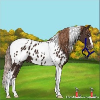 Horse Color:White Spotted Liver Chestnut Tobiano Appaloosa