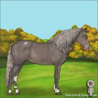 Horse Color:Silver Black Appaloosa 