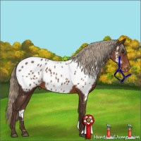 Horse Color:Liver Chestnut Appaloosa