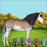 Horse Color:Bay Dun Splash 