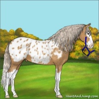 Horse Color:Palomino Sabino Splash Blanket