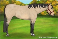 Horse Color:Buckskin Roan 