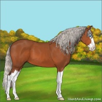 Horse Color:Silver Bay Sabino Splash