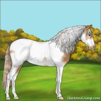 Horse Color:Palomino Tobiano Frame 