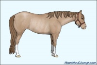 Horse Color:Blue Roan Pearl Rabicano 
