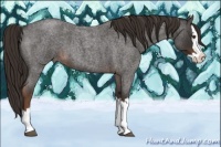 Horse Color:Liver Red Roan Splash 