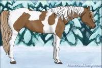 Horse Color:Chocolate Palomino Tobiano 