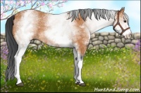 Horse Color:White Spotted Bay 