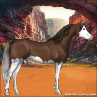 Horse Color:Gray Chestnut Splash