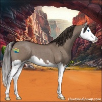 Horse Color:Liver Red Dun Roan Sabino Splash