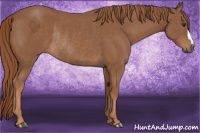 Horse Color:Chestnut Rabicano