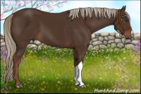 Horse Color:Liver Chestnut 