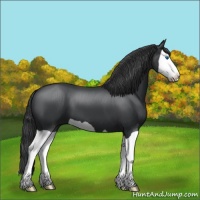 Horse Color:Black Splash 