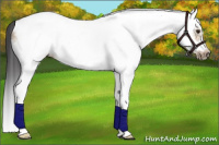 Horse Color:White Spotted Bay Dun Splash Frame 