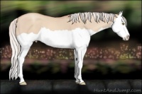 Horse Color:Silver Classic Champagne Dun Splash 