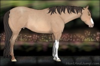 Horse Color:Amber Champagne Roan Rabicano