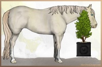 Horse Color:Smoky Creme Roan 