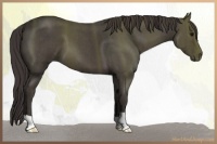 Horse Color:Smoky Blue Roan 