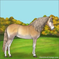 Horse Color:Palomino Onyx Rabicano 