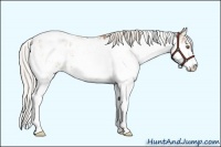 Horse Color:Silver Black Pearl Sabino Appaloosa Rabicano 