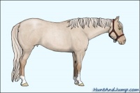 Horse Color:Silver Grullo Roan Pearl 