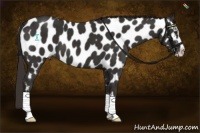 Horse Color:Liver Chestnut Sabino Appaloosa