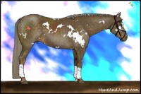 Horse Color:White Spotted Chocolate Palomino