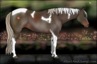 Horse Color:Liver Chestnut Tobiano 