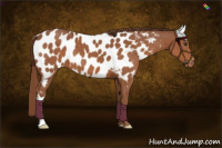 Horse Color:Chestnut Near Leopard