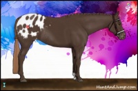 Horse Color:Liver Chestnut Blanket Rabicano
