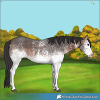 Horse Color:White Spotted Brown Sabino 