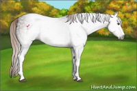 Horse Color:Gray White Spotted Liver Chestnut 