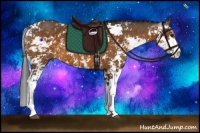 Horse Color:Buckskin Sabino 