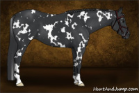 Horse Color:White Spotted Black 