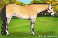 Horse Color:Buckskin Onyx 