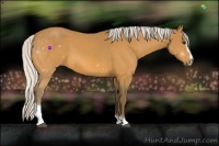 Horse Color:Silver Buckskin Sabino 