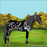 Horse Color:Black Tobiano Near Leopard 