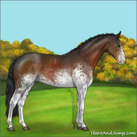 Horse Color:White Spotted Brown 