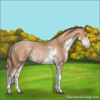 Horse Color:Bay Pearl Sabino Appaloosa Rabicano 