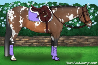 Horse Color:White Spotted Bay 