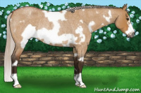Horse Color:Gray White Spotted Silver Bay Roan Dun Frame Rabicano 